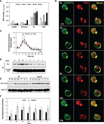 C2GAP2 is a common regulator of Ras signaling for chemotaxis, phagocytosis, and macropinocytosis